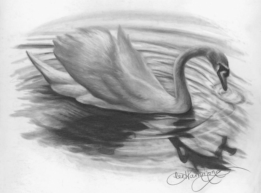 Swan by Lee Hammond, graphite on smooth bristol | Graphite Pencil Drawing Basics | Artists Network